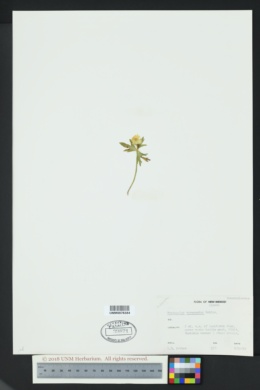 Ranunculus verecundus image