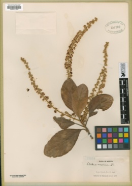 Image of Clethra mexicana