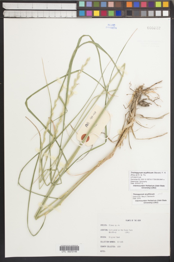 Trichopyrum scythicum image