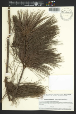 Pinus chiapensis image