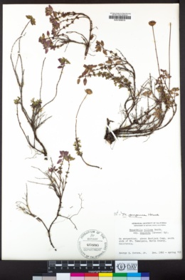 Monardella purpurea image