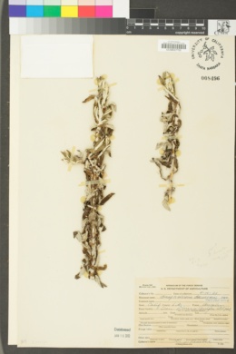 Pseudognaphalium biolettii image