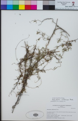 Image of Metastelma californicum