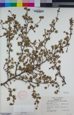 Image of Ribes amarum