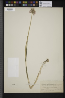 Allium schoenoprasum subsp. sibiricum image