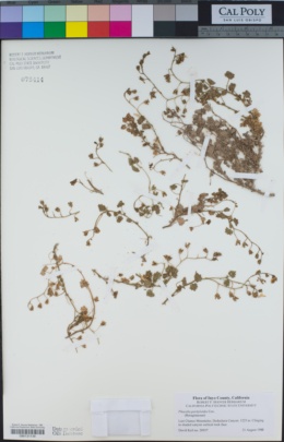 Phacelia perityloides image