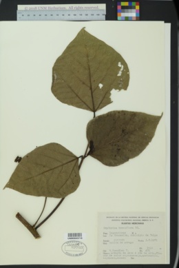 Image of Erythrina breviflora
