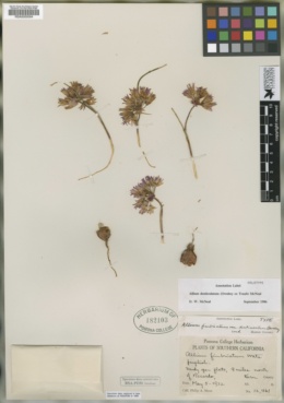 Allium denticulatum image