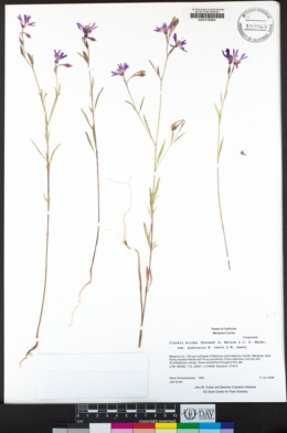 Clarkia biloba subsp. australis image