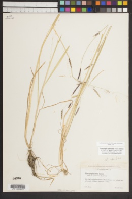 Pleuropogon californicus var. davyi image