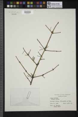Image of Picea koyamae