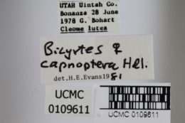Bicyrtes capnopterus image