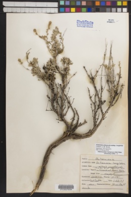 Artemisia arbuscula subsp. longiloba image