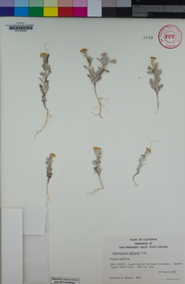 Image of Eriophyllum wallacei