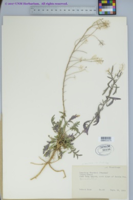 Lepidium montanum var. canescens image