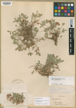 Trifolium gymnocarpon subsp. gymnocarpon image