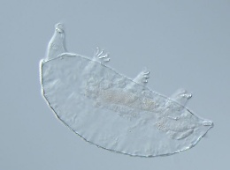 Image of Pseudechiniscus clavatus