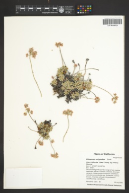 Eriogonum polypodum image