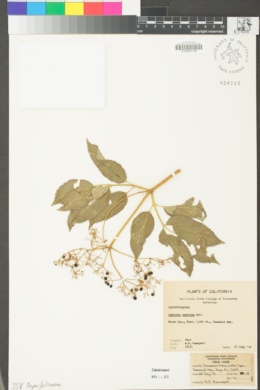Sambucus nigra subsp. caerulea image