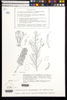 Image of Prosopis rojasiana