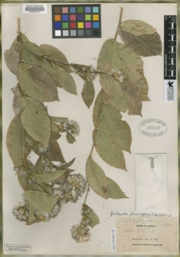 Acourtia glomeriflora image