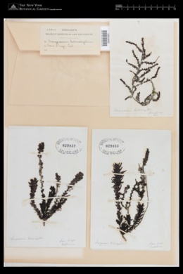 Sargassum heterocystum image