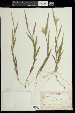 Panicum cyanescens image
