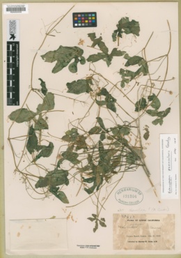 Echinopepon peninsularis image