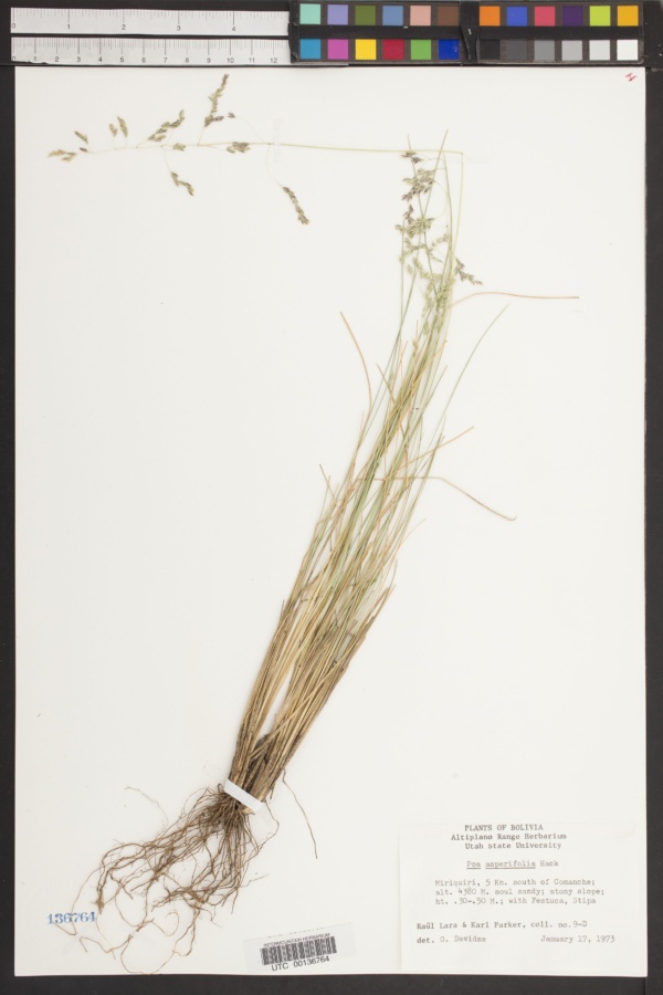 Poa asperifolia image