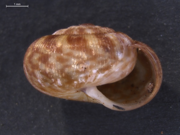 Allodiscus cooperi image