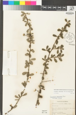 Ceanothus megacarpus image