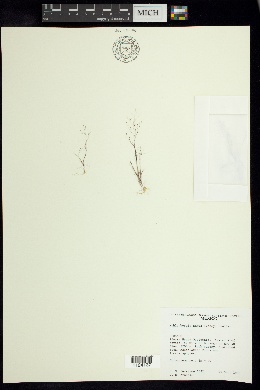 Muhlenbergia annua image