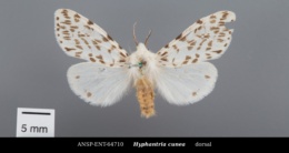 Hyphantria cunea image
