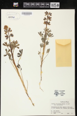 Lupinus succulentus var. succulentus image