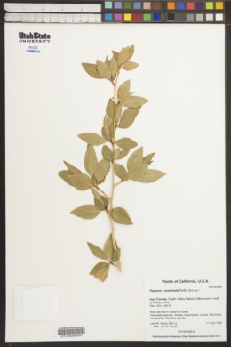 Image of Populus x acuminata