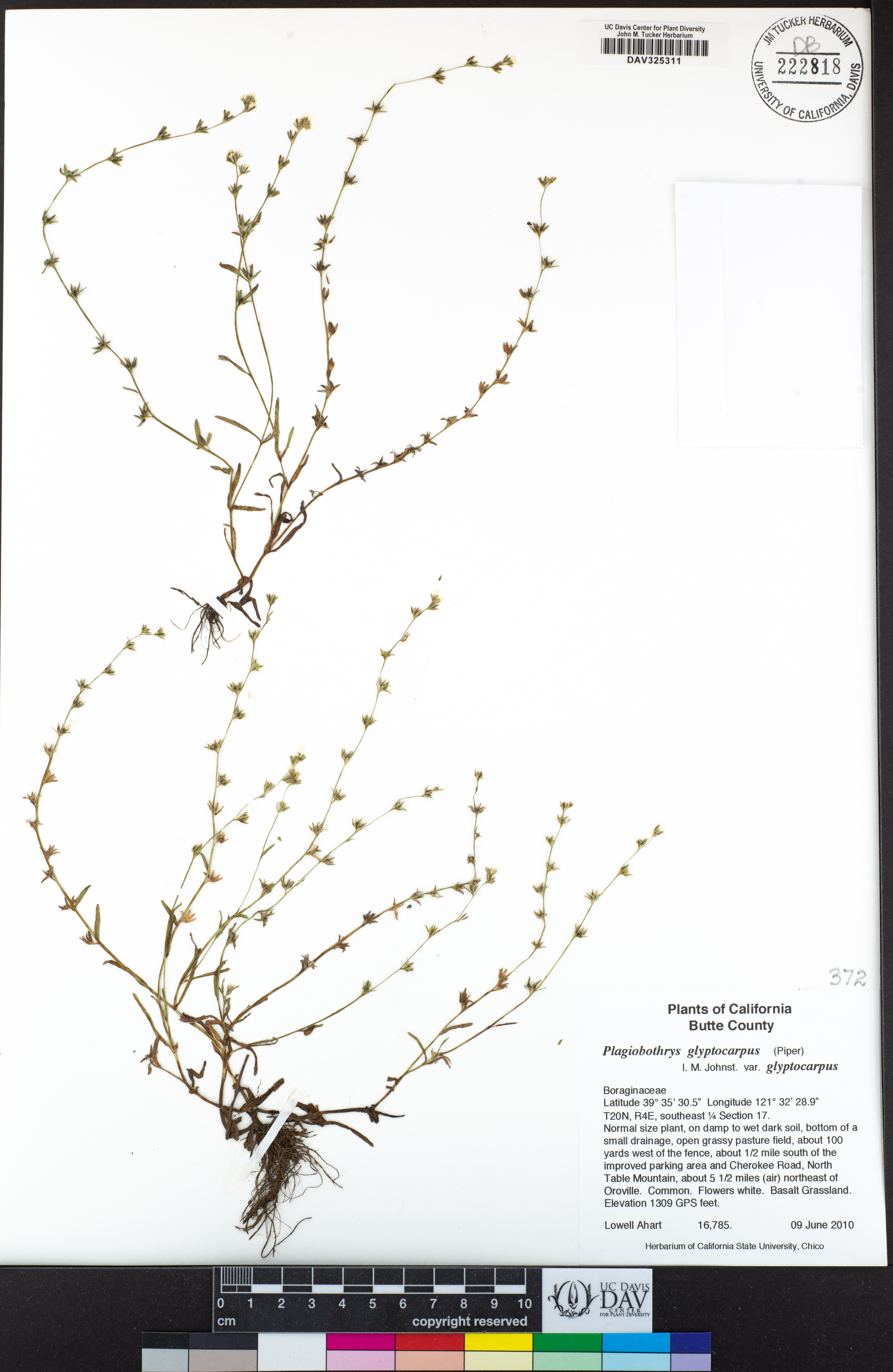 Plagiobothrys glyptocarpus var. glyptocarpus image
