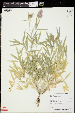 Trifolium purpureum image