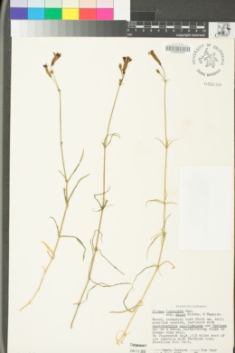 Silene laciniata subsp. laciniata image