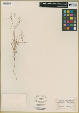 Euphorbia bilobata image
