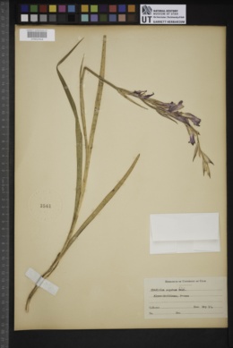 Gladiolus segetum image