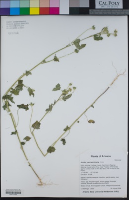 North American Network of Small Herbaria Image Library