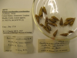 Elimia arachnoidea arachnoidea image