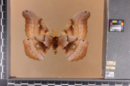 Antheraea polyphemus image