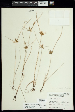 Cyperus wilburii image