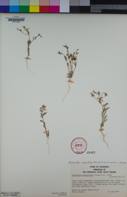 Image of Allophyllum integrifolium