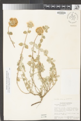 Monardella villosa subsp. obispoensis image