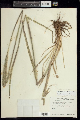 Pennisetum crinitum image