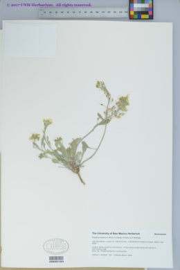 Physaria pinetorum image