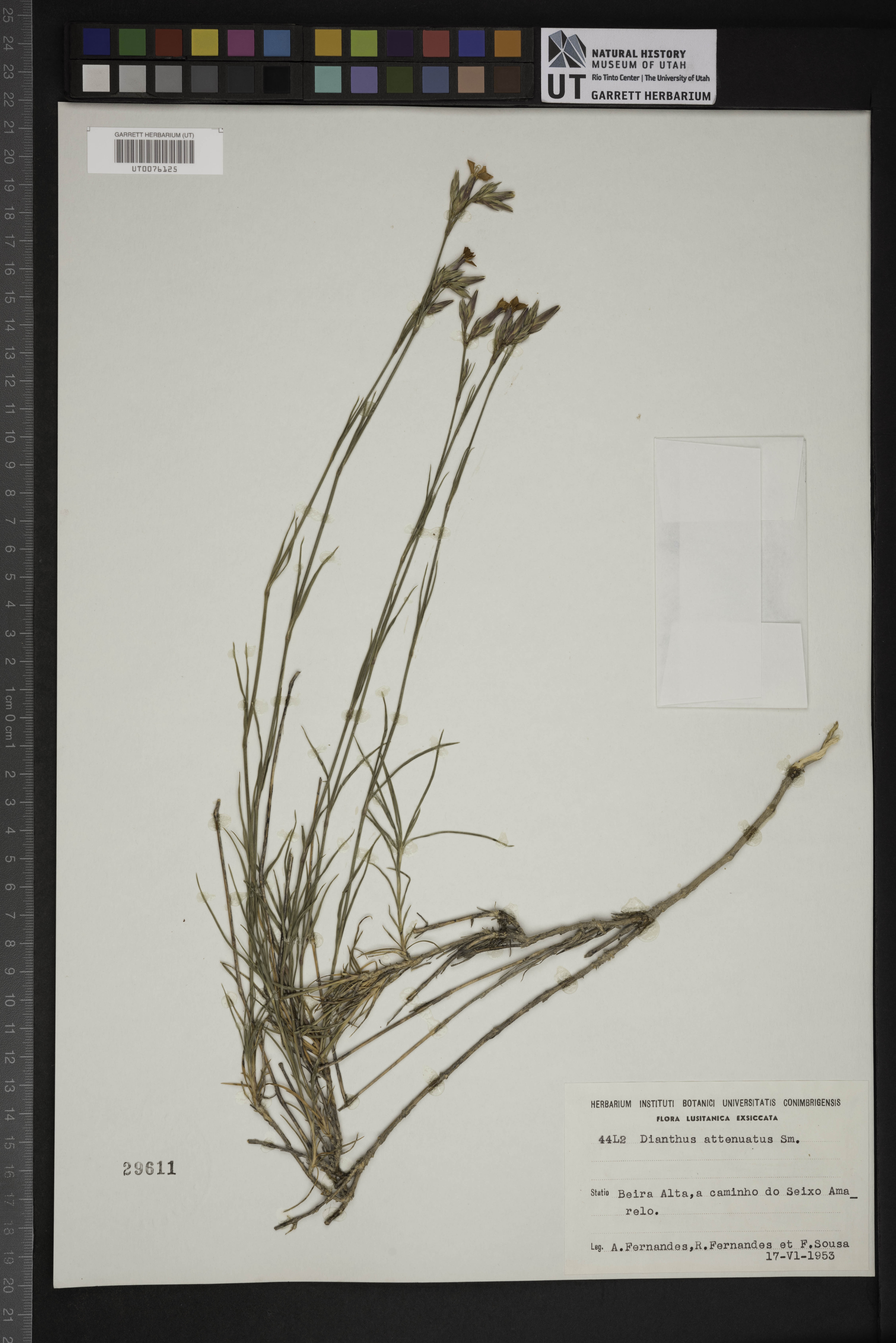 Dianthus pavlovii image