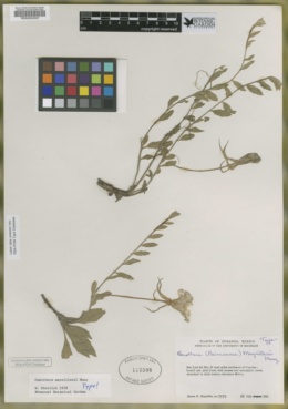 Image of Oenothera maysillesii